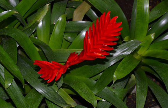 roślina z rodziny bromeliaceae