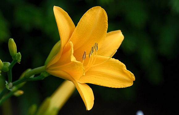 roślina z rodzaju hemerocallis