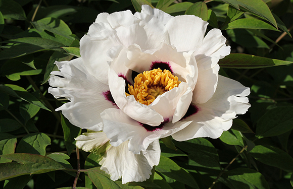 roślina odmiany paeonia