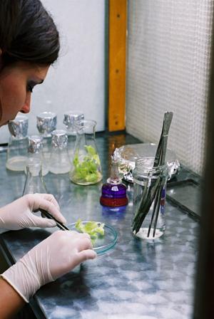 osoba pracująca w laboratorium