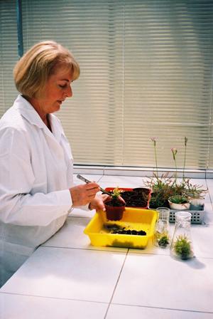 osoba pracująca w laboratorium