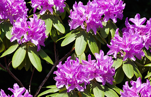 roślina odmiany rhododendron