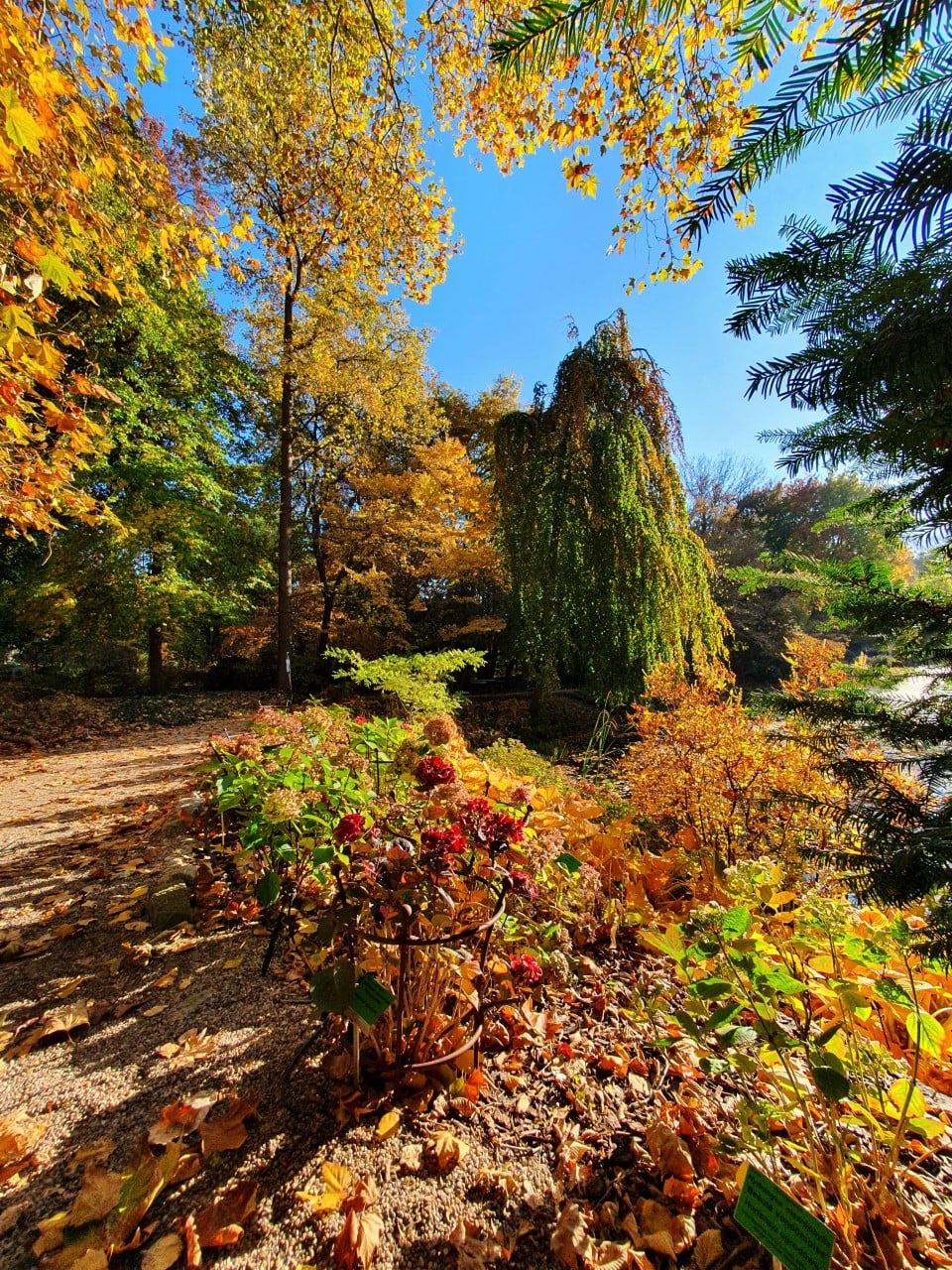 kolekcja roślin wisząca na ścianie w szklarni