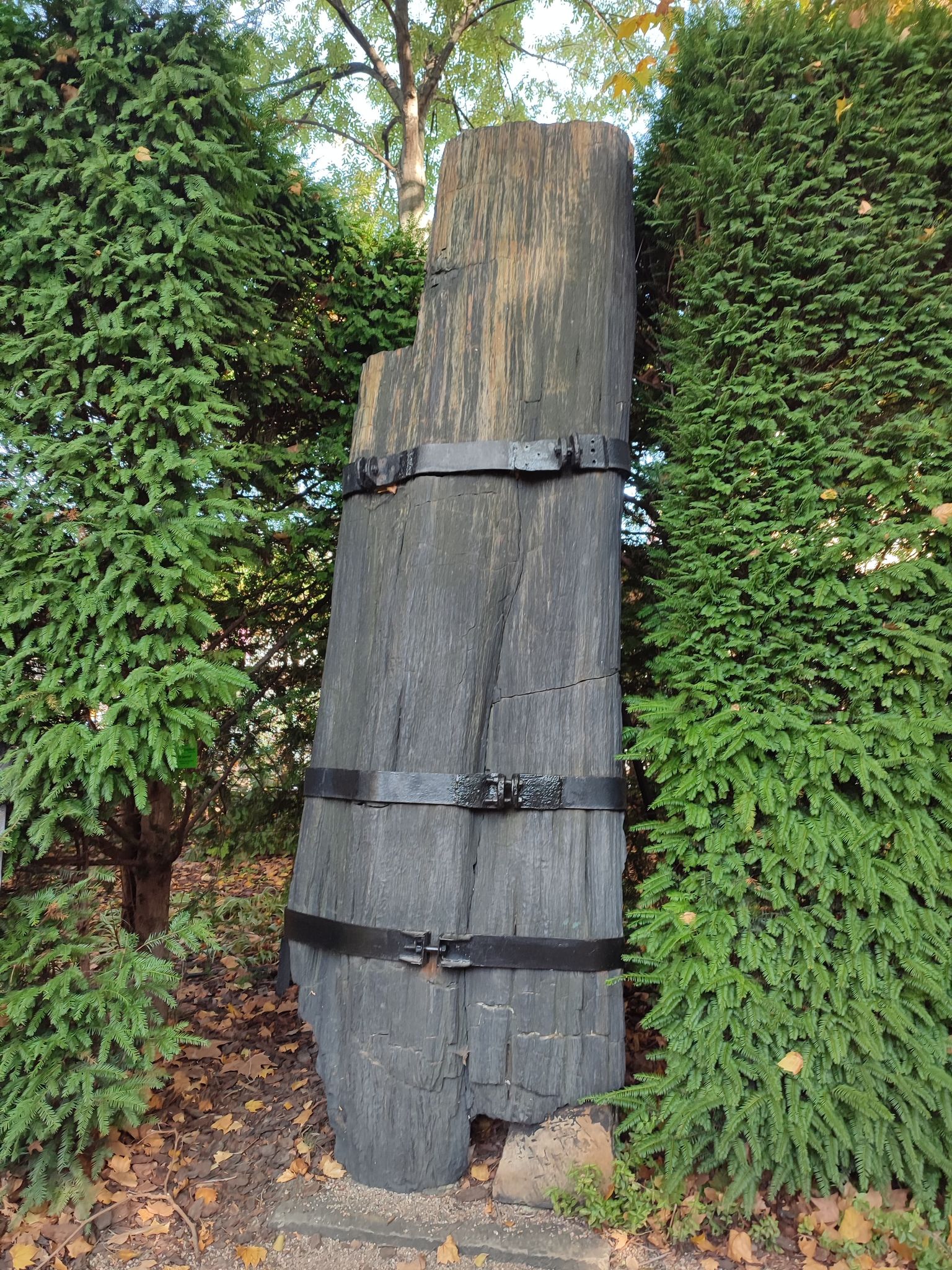 kolekcja roślin wisząca na ścianie w szklarni