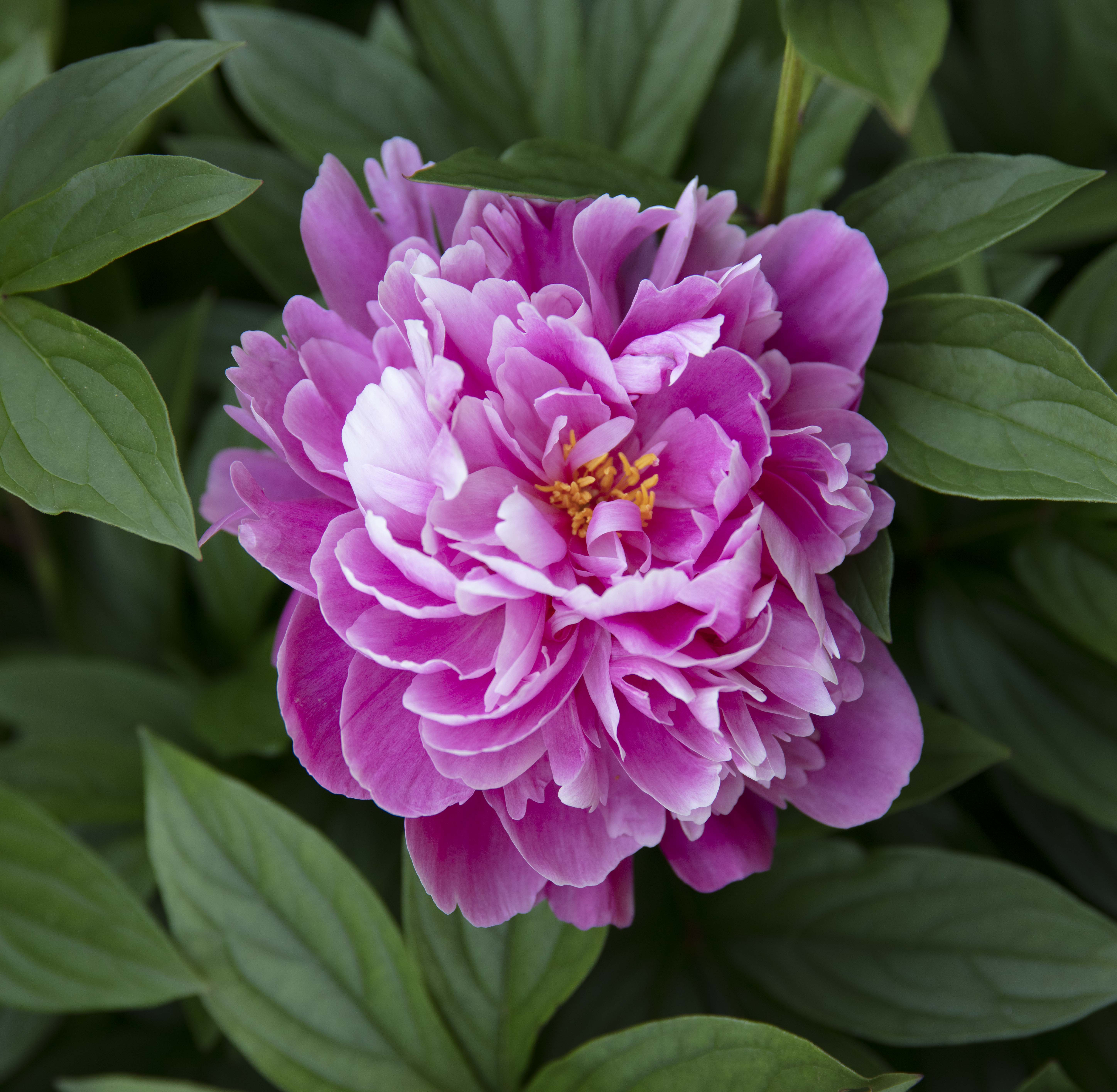 kolekcja roślin wisząca na ścianie w szklarni