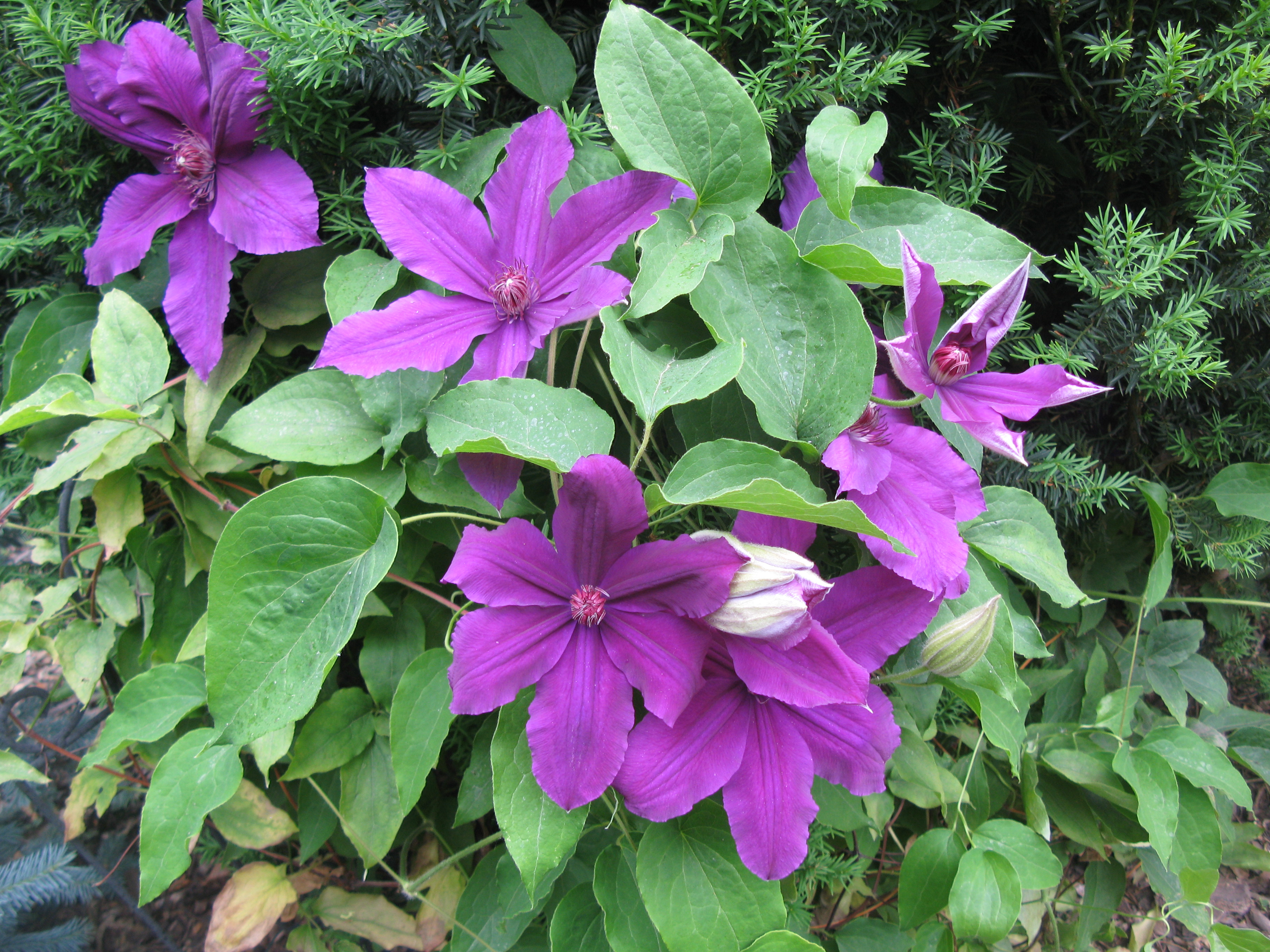 kolekcja roślin wisząca na ścianie w szklarni