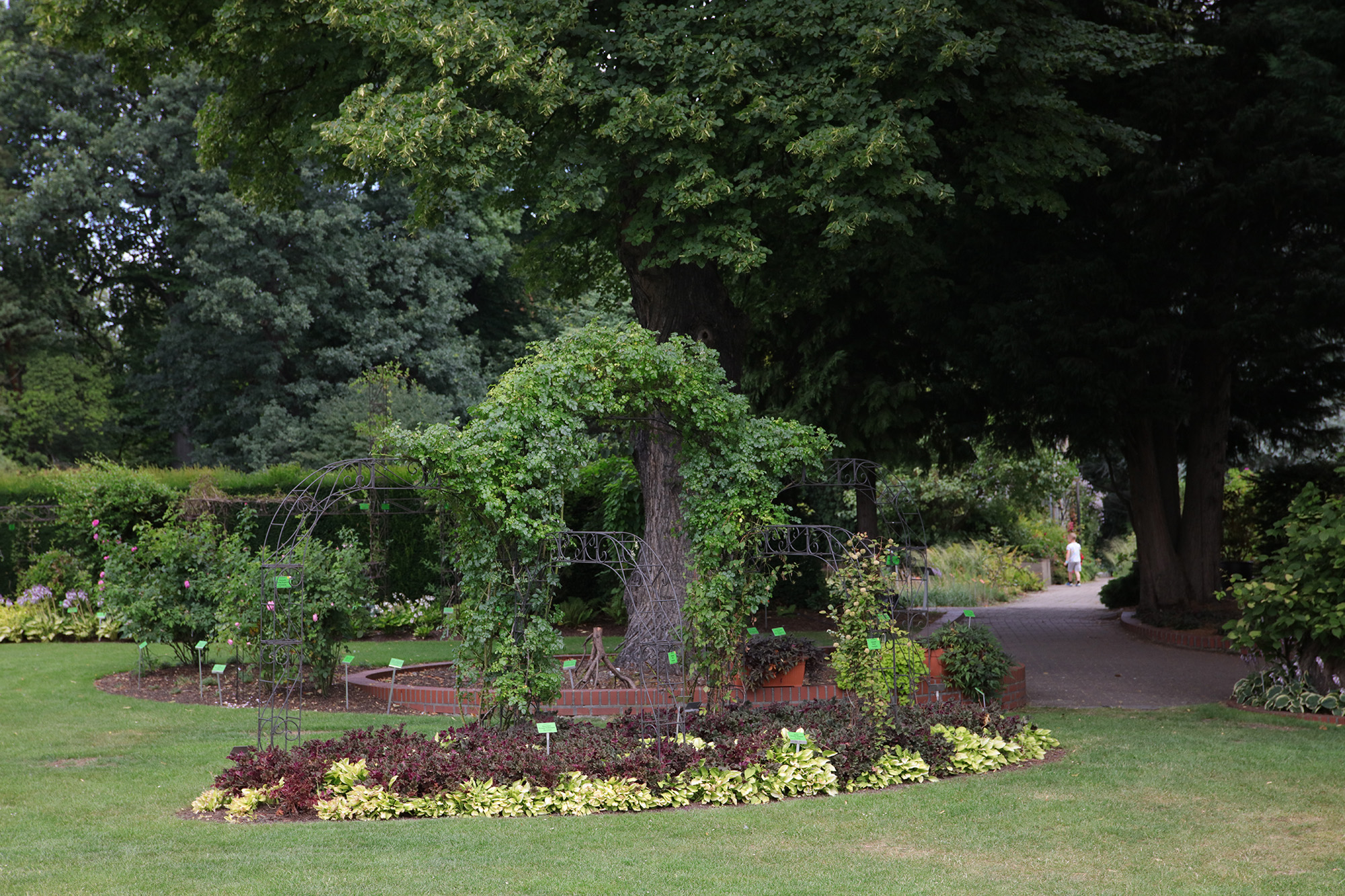 kolekcja roślin wisząca na ścianie w szklarni