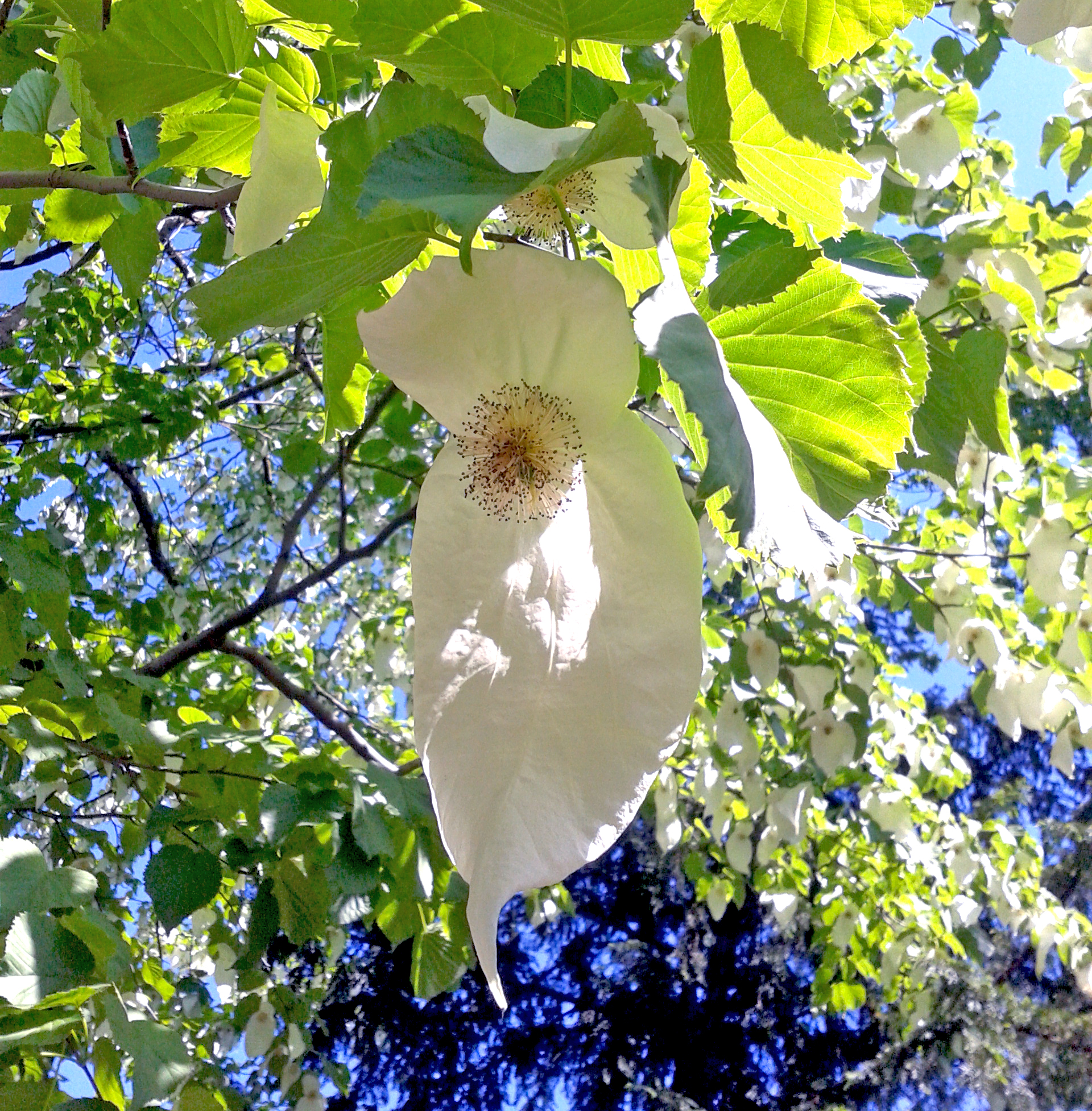 kolekcja roślin wisząca na ścianie w szklarni