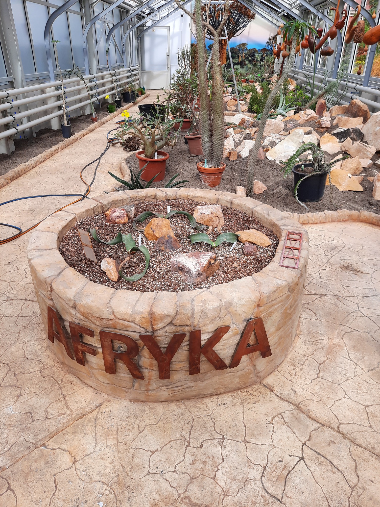 kolekcja roślin wisząca na ścianie w szklarni