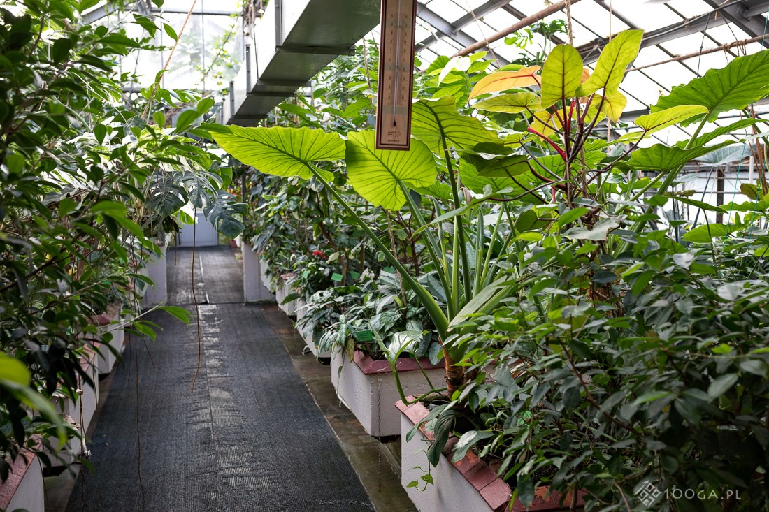 kolekcja roślin wisząca na ścianie w szklarni