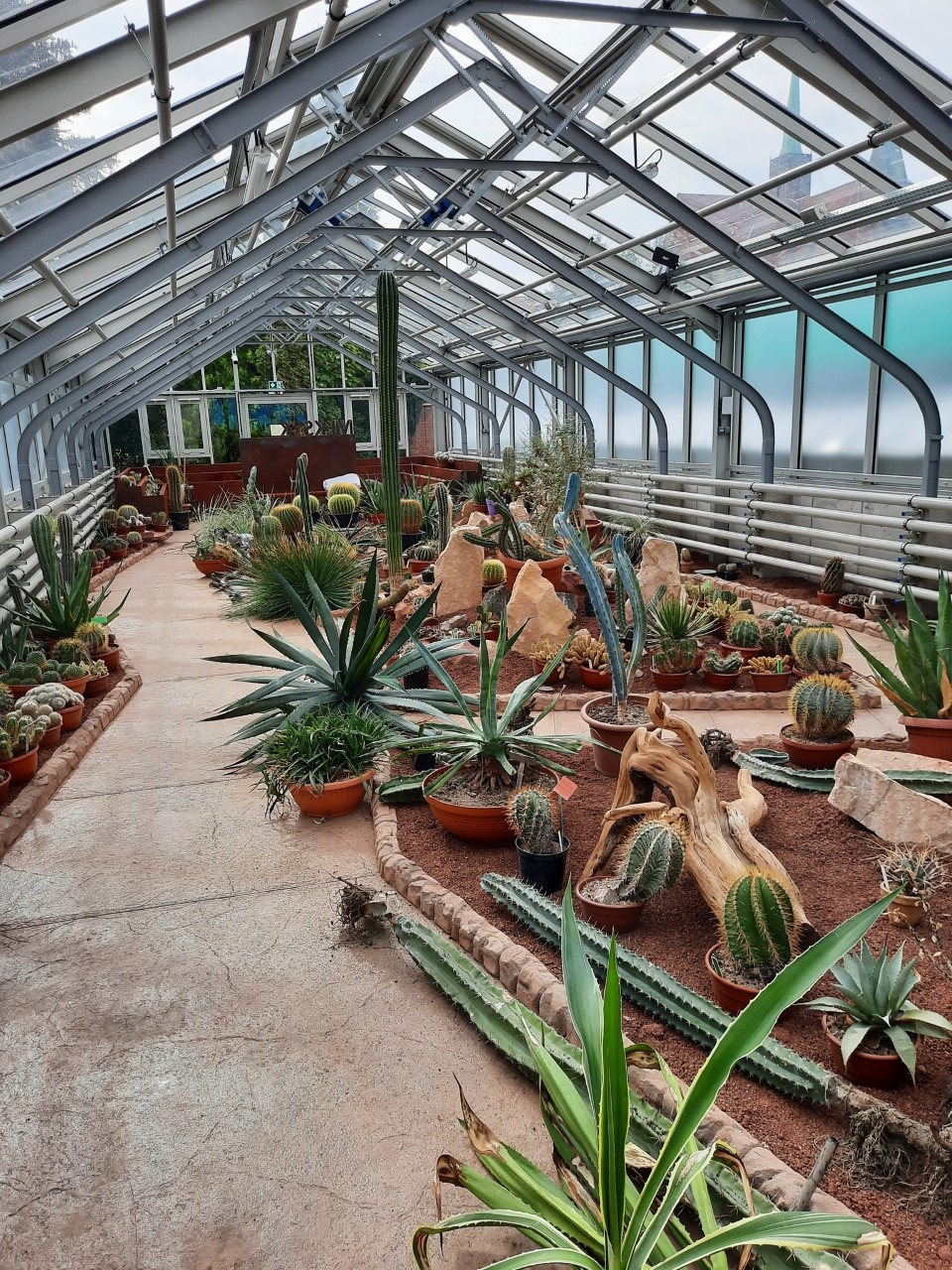 kolekcja roślin wisząca na ścianie w szklarni