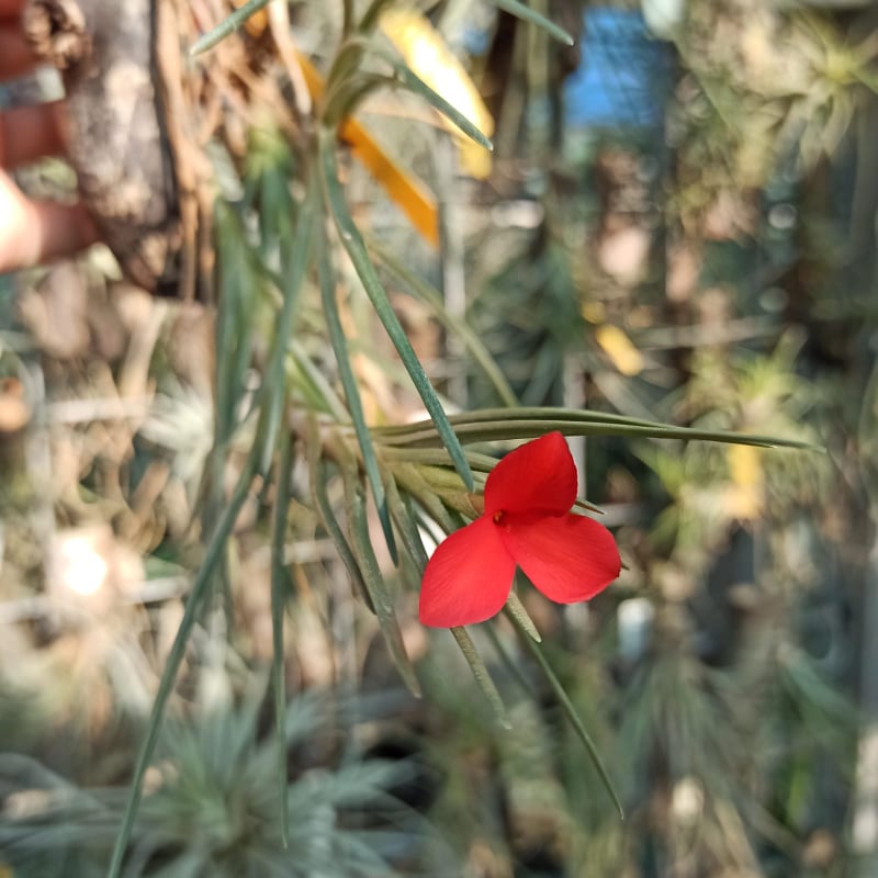 kolekcja roślin wisząca na ścianie w szklarni