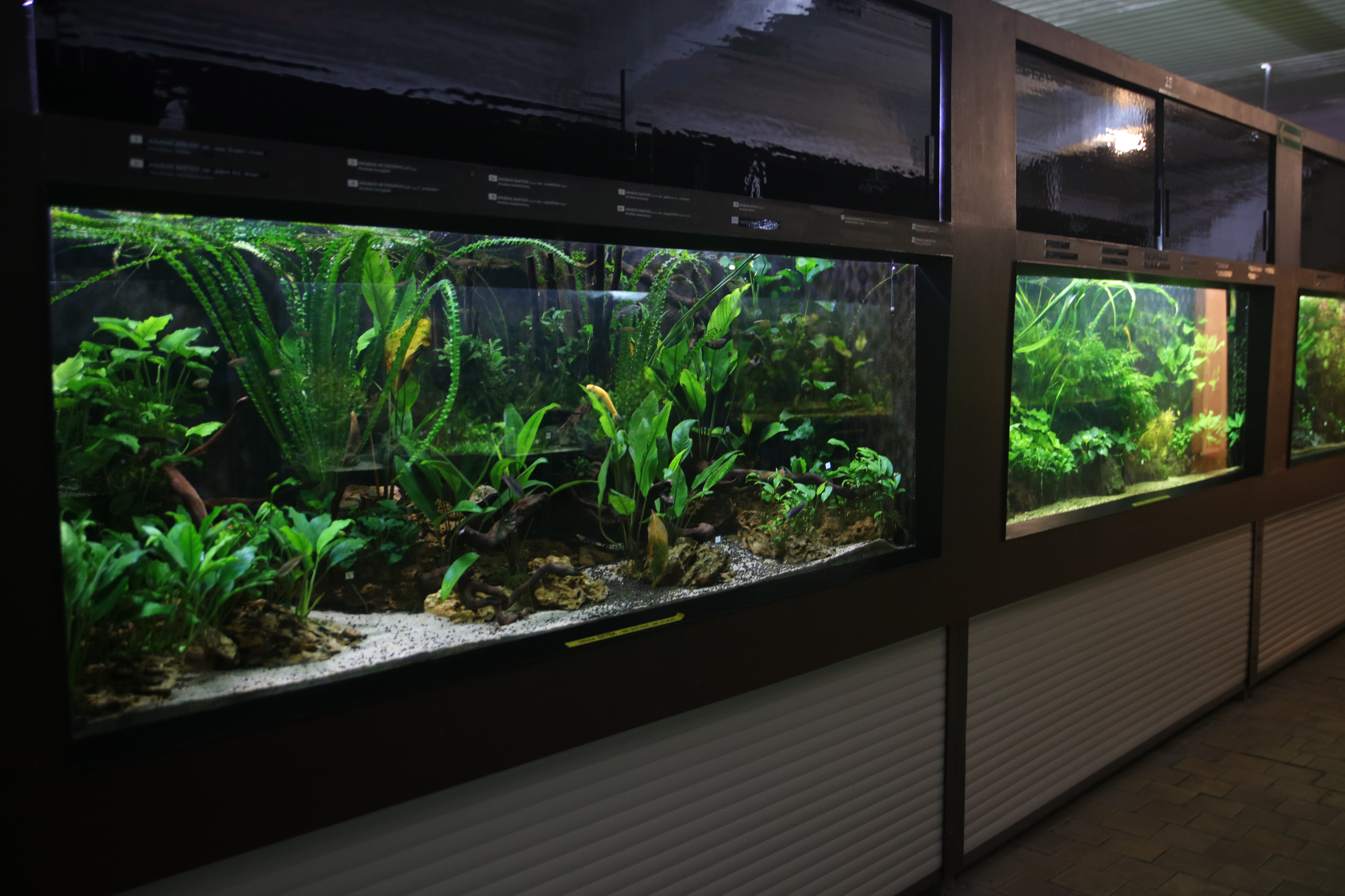 kolekcja roślin wisząca na ścianie w szklarni