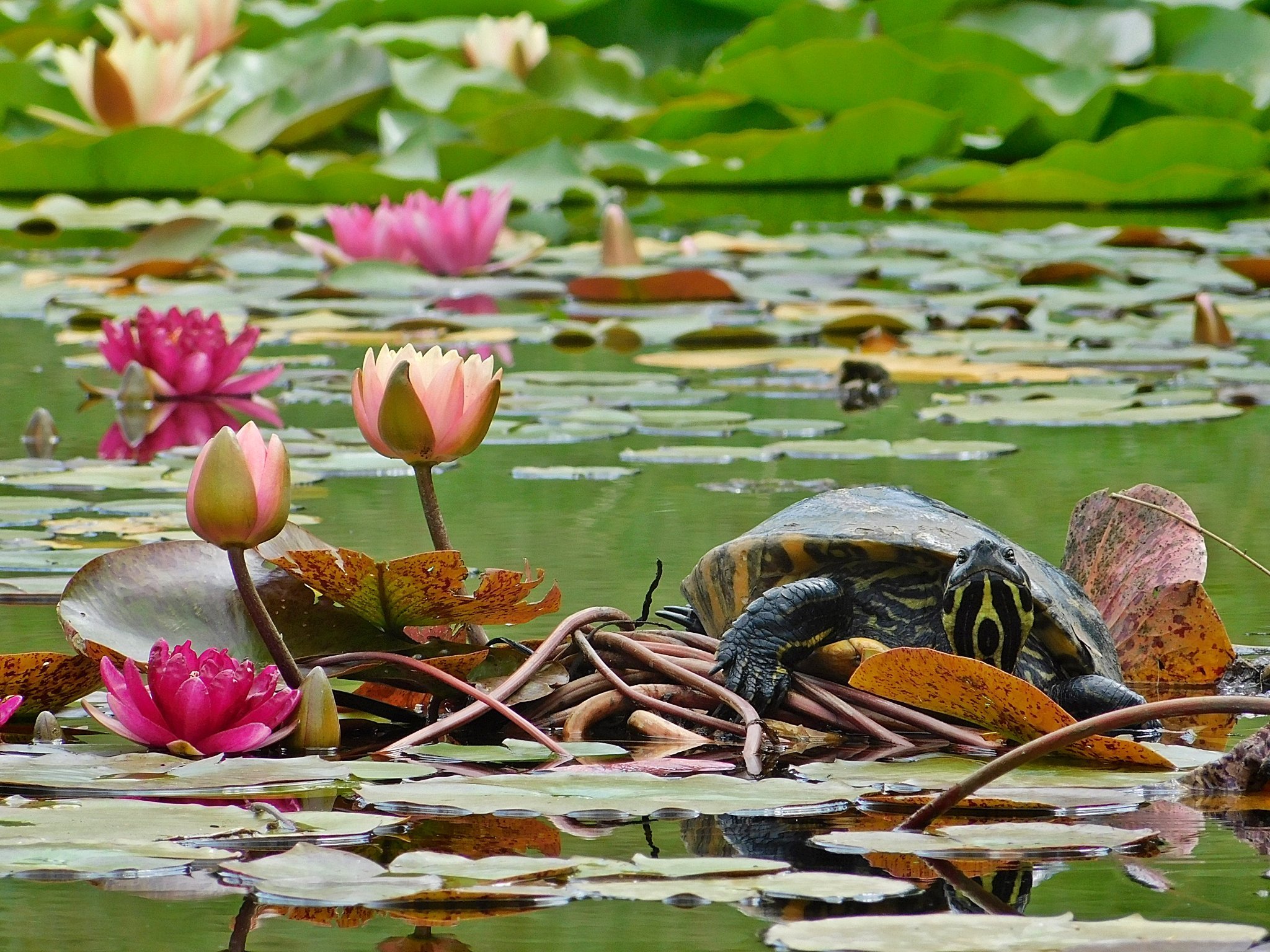 kolekcja roślin wisząca na ścianie w szklarni